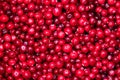 A pile of freshly picked wild cranberries, Oxycoccus palustris, in Estonian bog