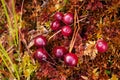 Ripe Wild Cranberries, Oxycoccus palustris, in Estonian bog