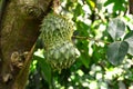 Sour sop, Graviola, Guyabano, Prickly Custard Apple.