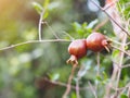 Young pomegranate fruit on plant , a fruit-bearing deciduous shrub in the family Lythraceae Punica granatum