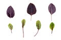 Set of  red veined sorrel and purple basil leaves Royalty Free Stock Photo