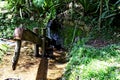 A source of natural water in the environment. falling water, stones with green slime, wooden box. Sao Paulo Botanical Garden