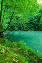 The source of the river Kupa in forest Royalty Free Stock Photo
