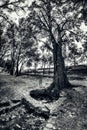 Source of the river Pinilla under a tree at Viveros Royalty Free Stock Photo