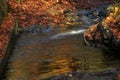 Source Vistula. Crystalline stream, clean water