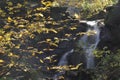 Source Vistula. Crystalline stream, clean water