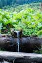 Source of water in the mountains. Drinking stream in the mountains.