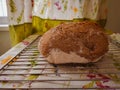 The sourdough multi grain fresh baked bread at home left to cool on the cooling rack Royalty Free Stock Photo