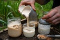 sourdough starter being fed and nurtured into a thriving colony of microorganisms