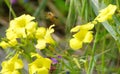 Sourgrass Flower and Bee Royalty Free Stock Photo