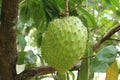 Soursop