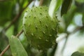 Soursop / Annona muricata fruit on the tree
