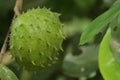 Soursop / Annona muricata fruit on the tree