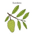 Soursop Annona muricata , or guanabana, medicinal plant Royalty Free Stock Photo