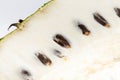 Soursop Annona muricata isolated