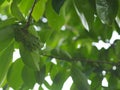 Soursop, Annona muricate blooming in garden on nature background Annonaceae