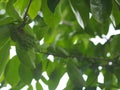 Soursop, Annona muricate blooming in garden on nature background Annonaceae