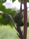 Soursop, Annona muricate blooming in garden on nature background Annonaceae