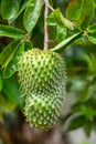 Soursop, called graviola, guyabano and guanabana. Fruit of Annona muricata, evergreen tree. Magdalena department, Colombia