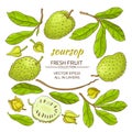 Soursop elements set