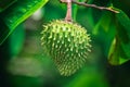 Soursop, an exotic Caribbean fruit