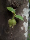 Soursop flower Will be fruits