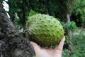 Soursop fresh and juicy Asian exotic fruit. Royalty Free Stock Photo