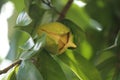 Soursop is the fruit of Annona muricata, a broadleaf, flowering, evergreen tree. Kadu anoda flower