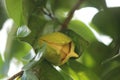 Soursop is the fruit of Annona muricata, a broadleaf, flowering, evergreen tree. Kadu anoda flower