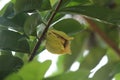 Soursop is the fruit of Annona muricata, a broadleaf, flowering, evergreen tree. Kadu anoda flower
