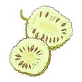 Soursop Fruit Colored Detailed Illustration Royalty Free Stock Photo