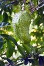 Soursop fruit grows on its tree in Rarotonga Cook Islands