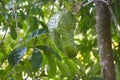 Soursop fruit grows on its tree in Rarotonga Cook Islands