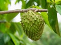 Soursop fruit, Prickly Custard Apple