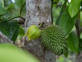 Soursop fruit, Prickly Custard Apple. (Annona muricata L.) Plant for Treatment of carcinoma