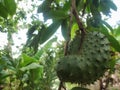 Soursop fruit is still unripe hanging on the tree trunk