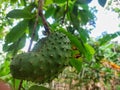 Soursop fruit is still unripe hanging on the tree trunk