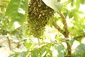 Soursop Fruit Covered by Ants Royalty Free Stock Photo