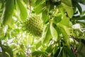 Soursop fruit on the tree whole growing Caribbean Trinidad and Tobago anti-cancer medicinal qualities. Royalty Free Stock Photo