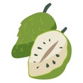 Soursop fruit vector illustration, buah sirsak or sirsat image, nangka belanda or durian belanda clipart, annona muricata isolated Royalty Free Stock Photo