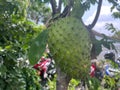 soursop fruit on wood. soursop fruit from American continent. Royalty Free Stock Photo