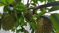 soursop fruits, one of the sweetest fruits