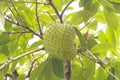 Soursop or Guanabana Royalty Free Stock Photo
