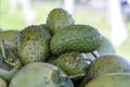 Soursop, Guanabana or Custard Apple or Annona muricata and green coconut on street market in Ubud, island Bali, Indonesia. Closeup