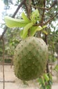 Soursop guanabana graviola exotic fruit hanging from tree -peru