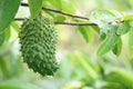 Soursop / guanabana / graviola exotic fruit hanging from tree