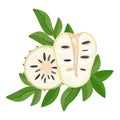 Soursop icon cartoon vector. Graviola food