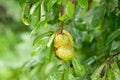 Soursop or Laxman phal on the tree Royalty Free Stock Photo