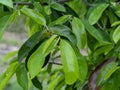 Soursop fruit, Prickly Custard leaves. Plant for Treatment of carcinoma