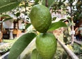 Soursop is miracle fruit